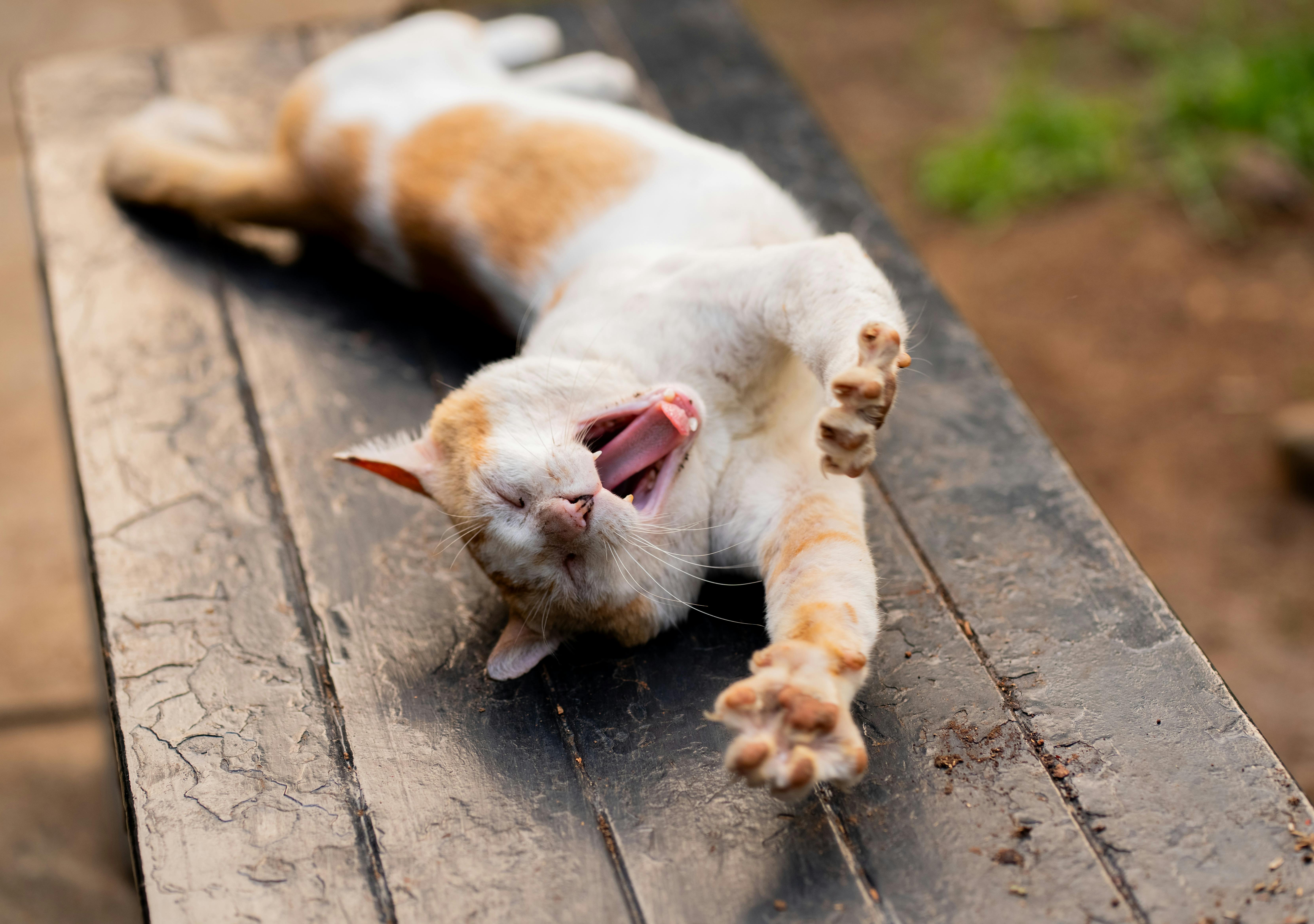 Cat just woke up · Free Stock Photo