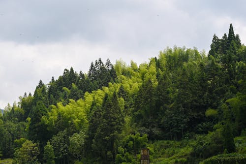 Bright Green Trees in a Forest on a Hill 