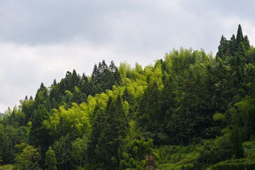 Free Vibrant forest with conifers and lush greenery on a hill under cloudy skies. Stock Photo
