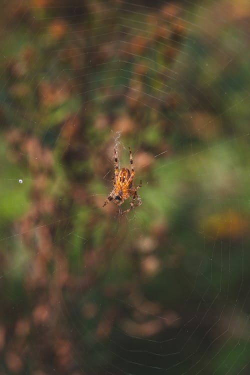 ウェブ, クモ, 動物の無料の写真素材