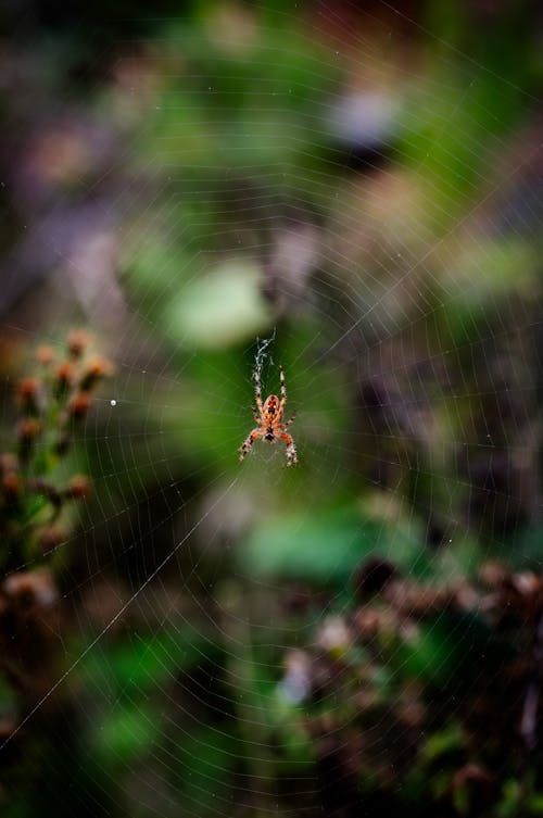 European Garden Spider on Web