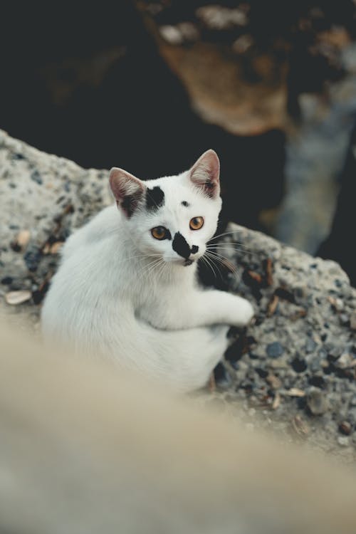Photos gratuites de animal de compagnie, caillou, chat blanc