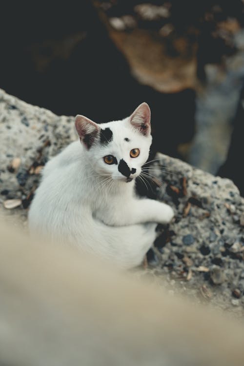 Gratis stockfoto met aan het liegen, dierenfotografie, huisdier