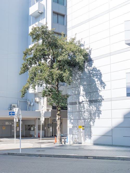 View of a Green Tree near Modern Buildings in City 