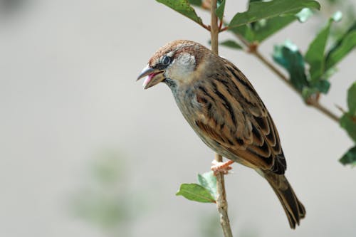 CLose-up of a Sparrow 