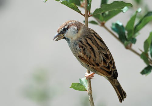 Sparrow on a Tree 