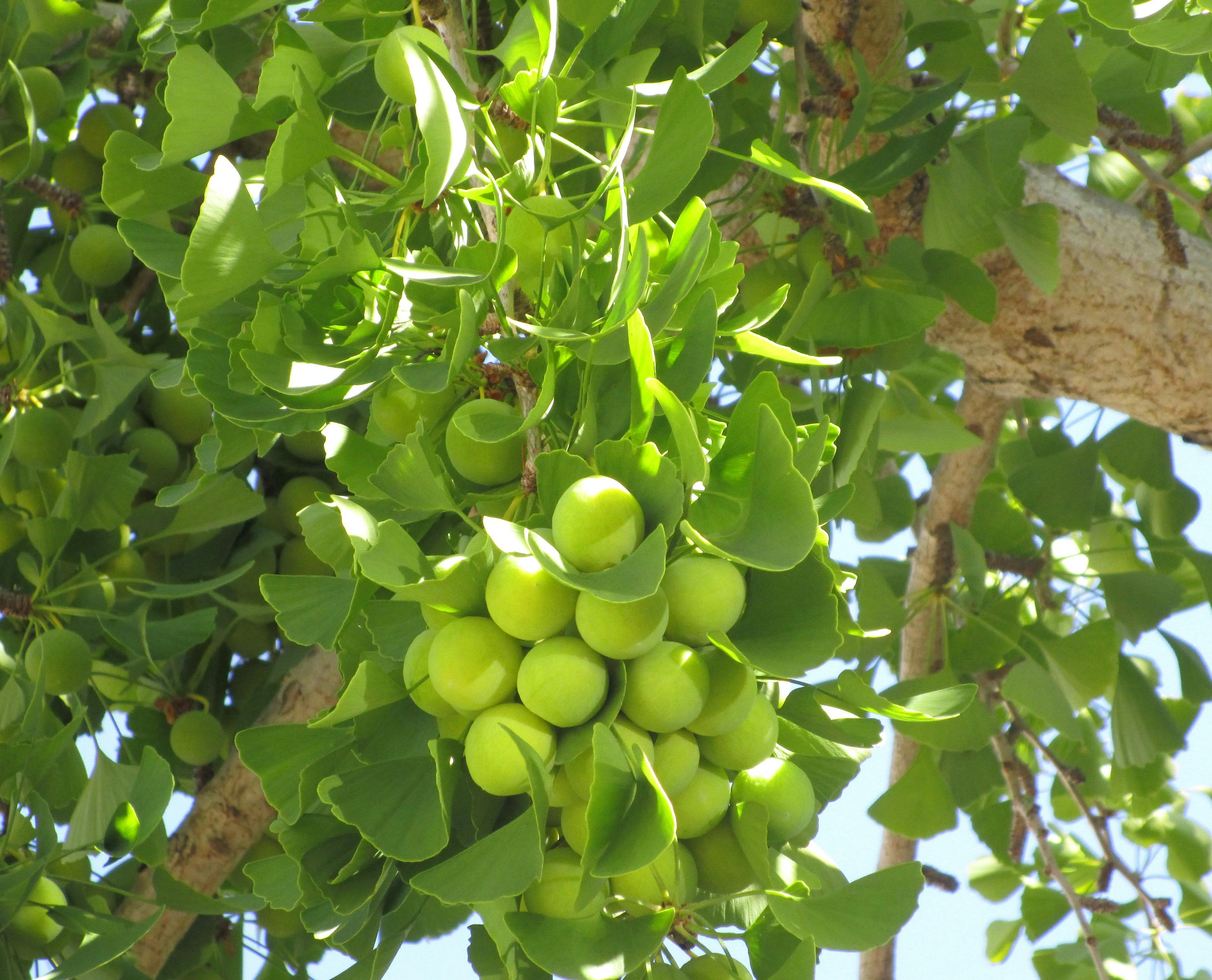 Free stock photo of ginkgo biloba green tree fruit branch