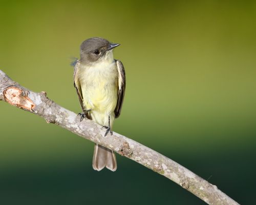 Free Close-up of an Eastern Phoebe bird perched on a branch in Dover, TN. Stock Photo