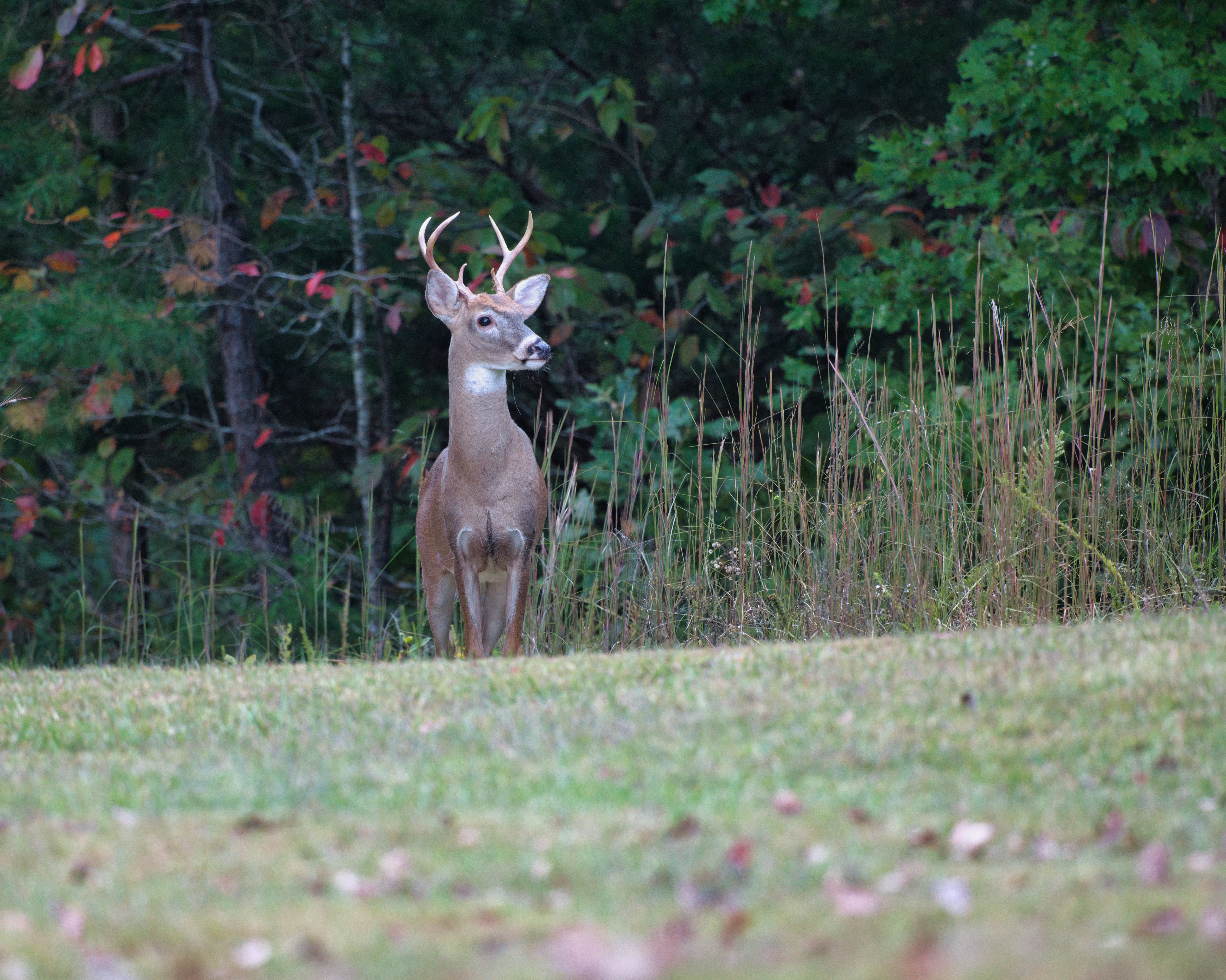 Buck in Nature · Free Stock Photo