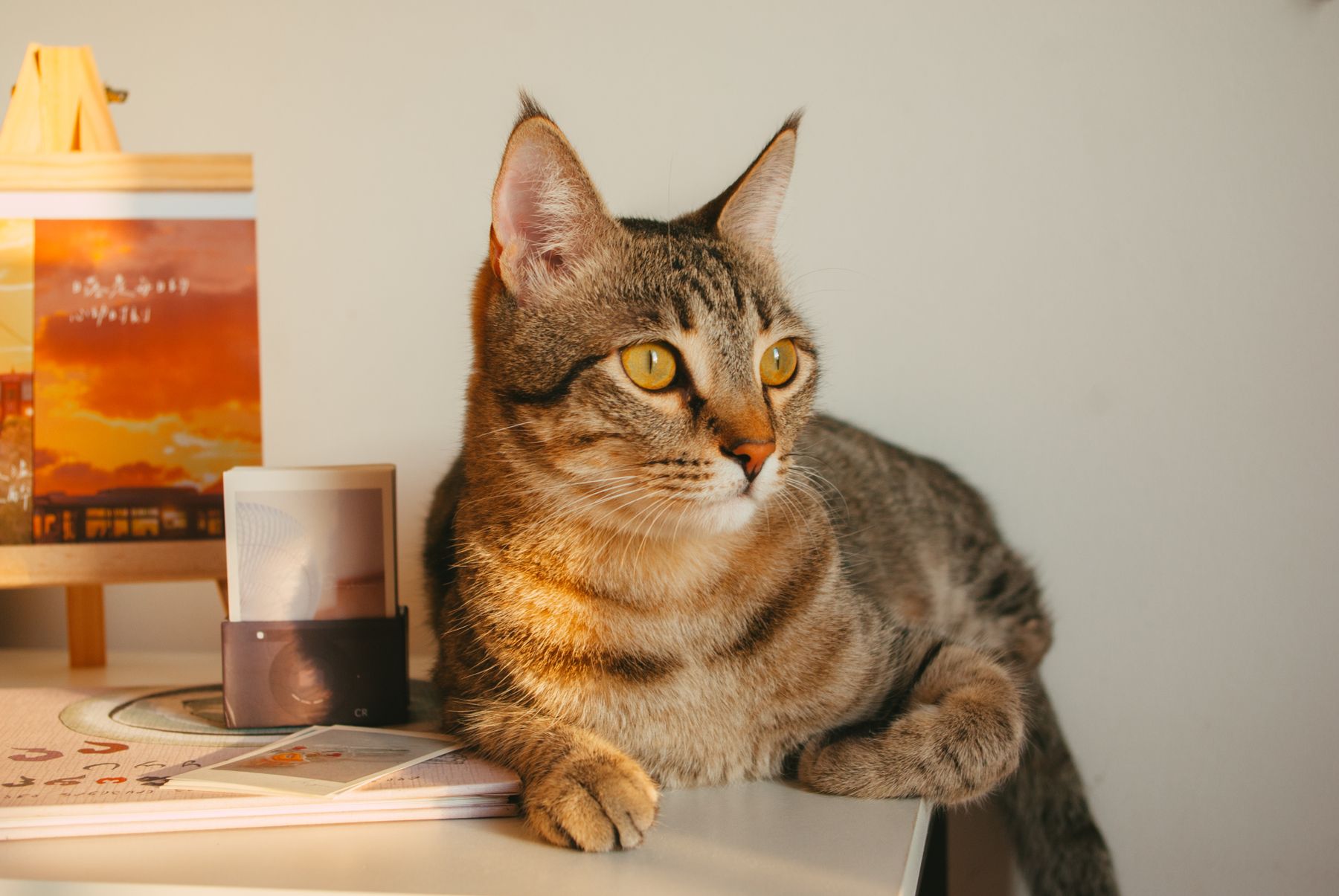 Tabby cat resting in a calm home setting