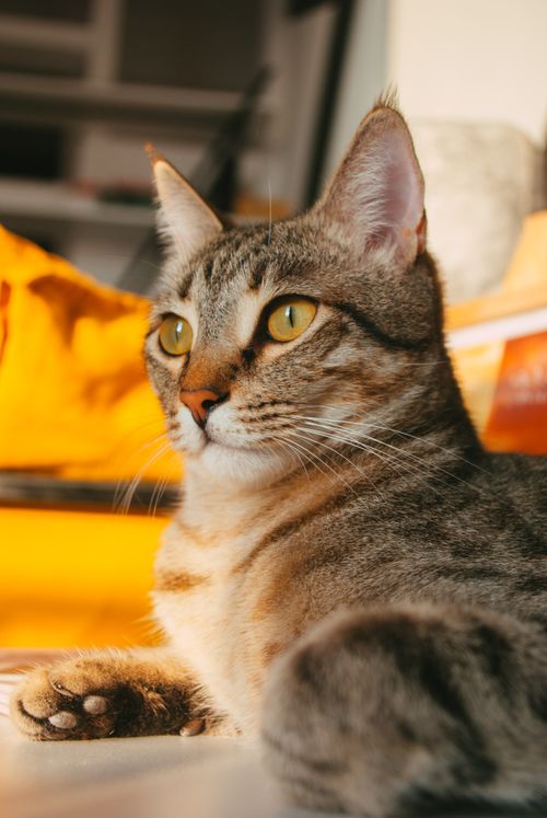 Free A serene tabby cat basking in warm indoor light, highlighting its whiskers. Stock Photo