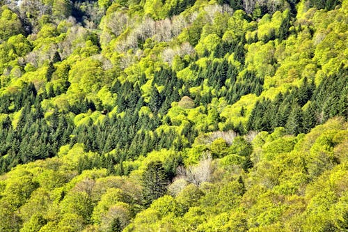 Gratis lagerfoto af bjerge, dal, droneoptagelse