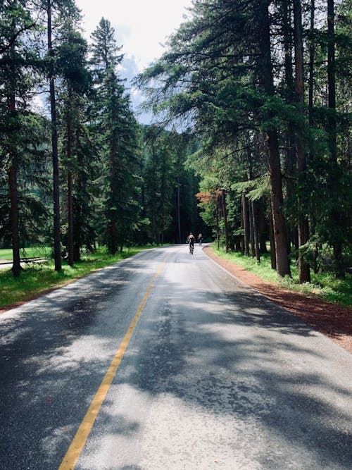 Photos gratuites de à feuilles persistantes, arbres, cyclistes