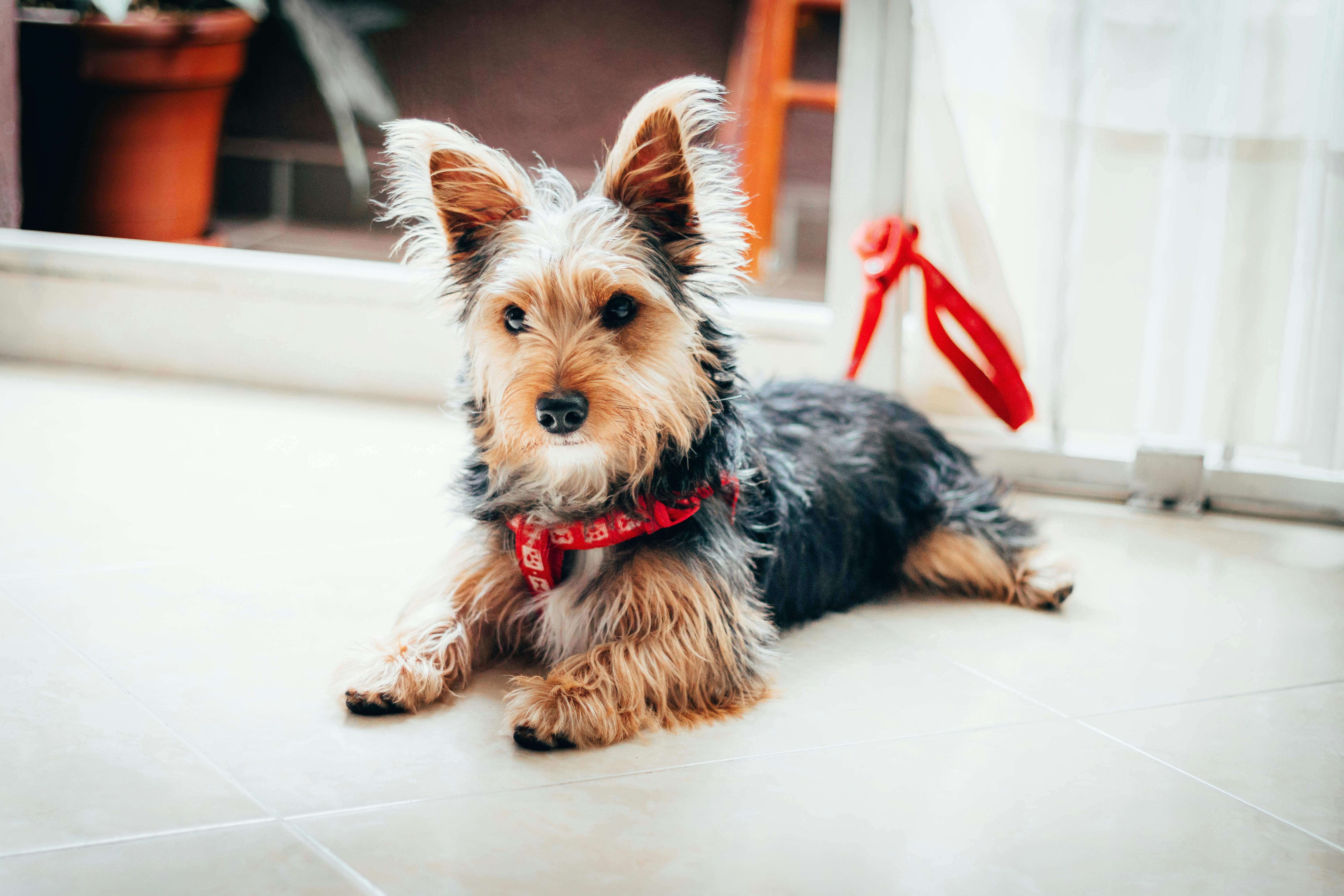 A Yorkshire Terrier Lying on the Floor