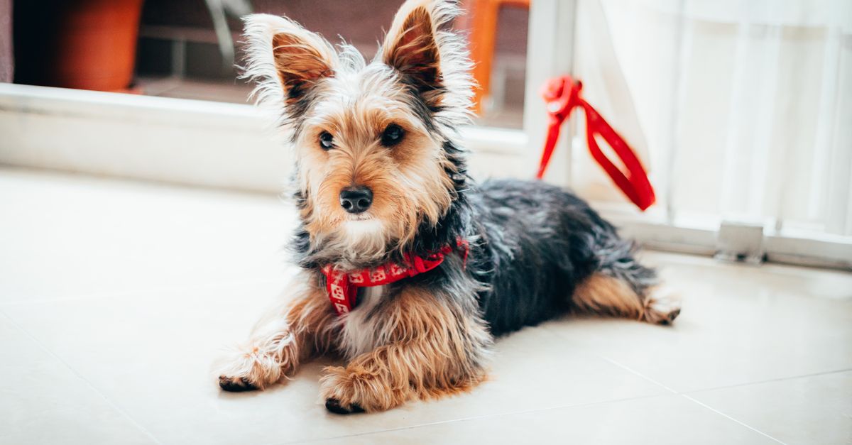 Pet Tech Gadgets You Need in 2026