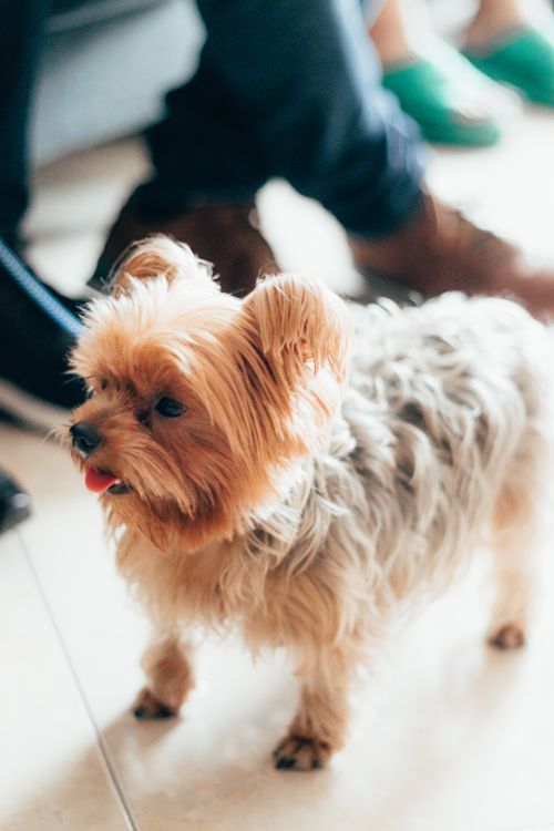 Free A cute Yorkshire Terrier dog standing indoors with people in the background, creating a warm and homey atmosphere. Stock Photo