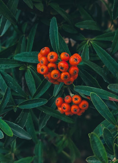 Berries among Green Leaves