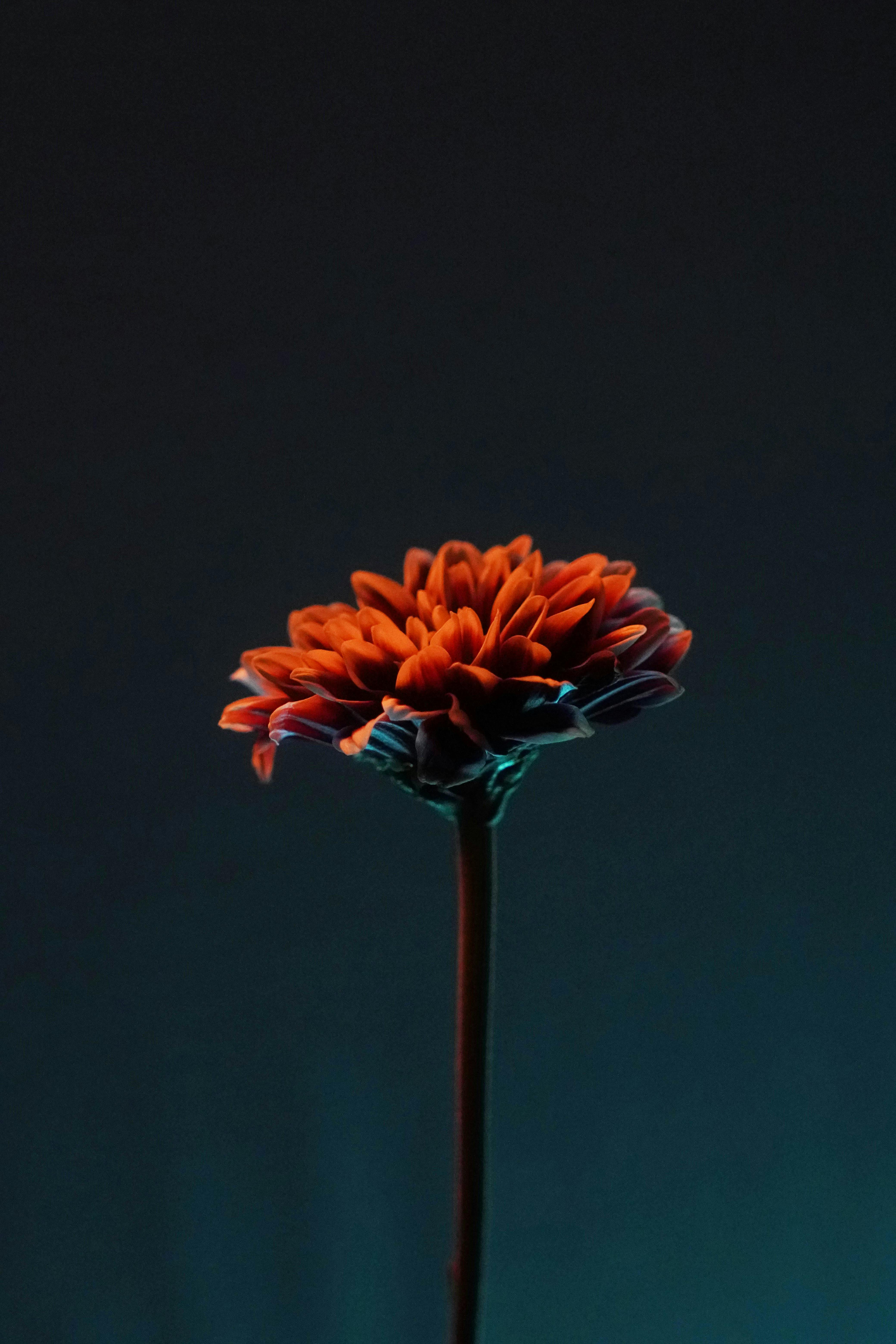 Stunning orange flower illuminated against a dark background, capturing its vibrant colors.