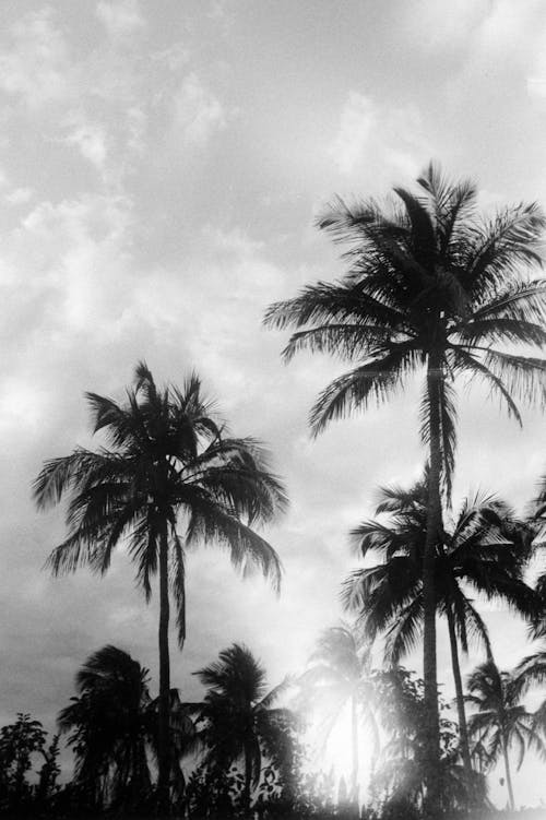 Black and White Photo of Palm Trees 