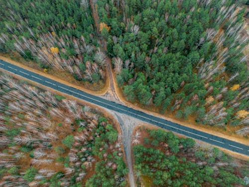 Foto profissional grátis de estrada, floresta, fotografia aérea