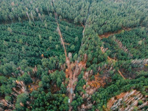 Immagine gratuita di alberi, autunno, conifere