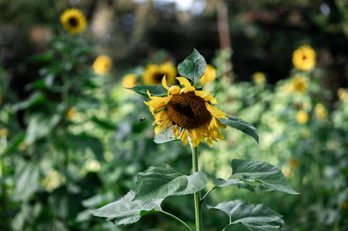 Ilmainen kuvapankkikuva tunnisteilla auringonkukat, kasvikunta, kasvu