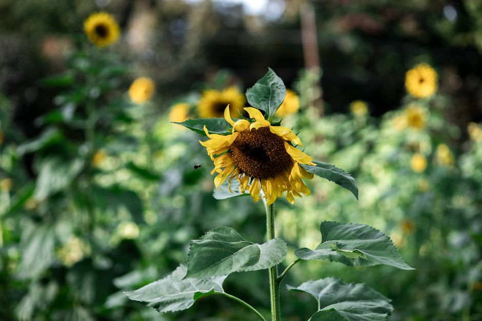 Detailed close-up of a sunflower in a Hillsborough, NC field, showcasing vibrant yellow petals.