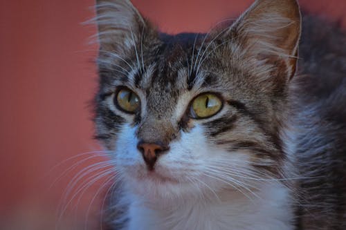 Kostenloses Stock Foto zu auge, augen, feder