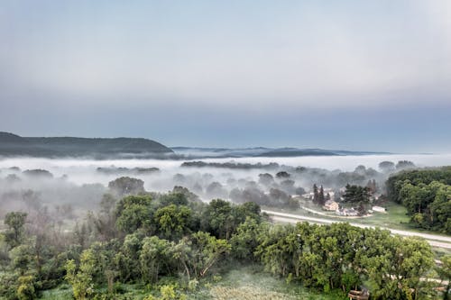 Immagine gratuita di alberi, natura, nebbia