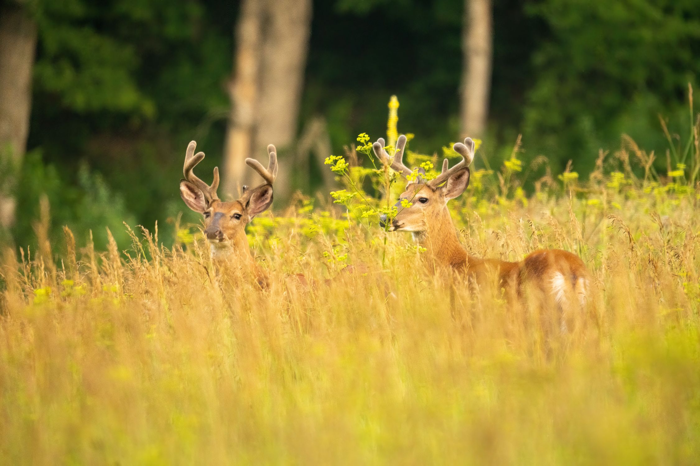Dears And Rears Image Photo of a Young Dears in Grass · Free Stock Photo