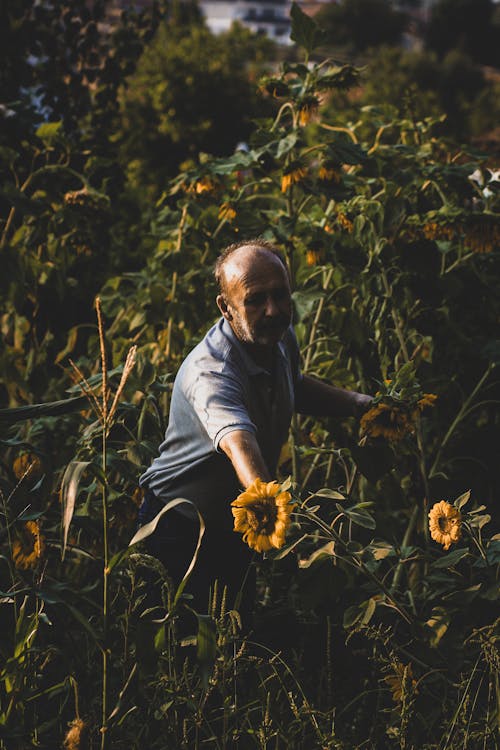 Elderly Man on Sunflower Field