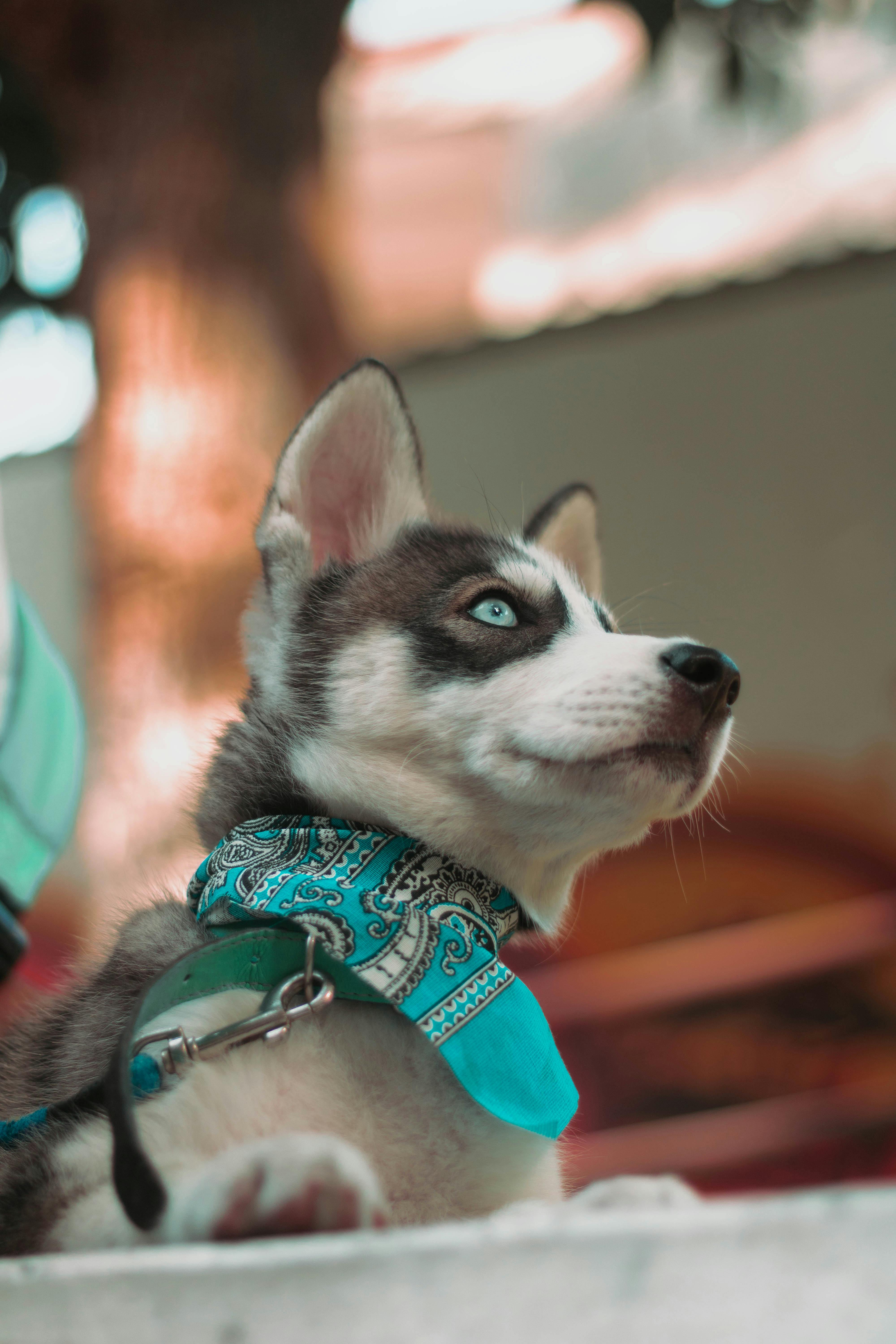 Low Angle Shot of a Husky Dog with a Turquoise Collar Free Stock Photo