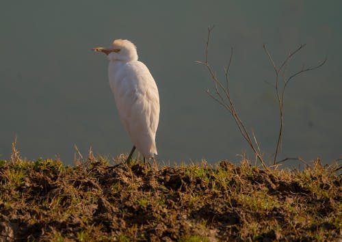 Fotobanka s bezplatnými fotkami na tému bubulcus ibis, dobytok biely, irán