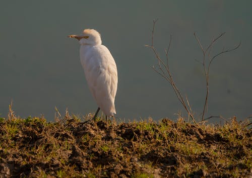 Cattle Egret