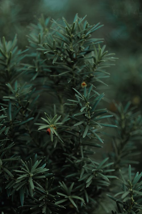 Conifer Branch Close Up