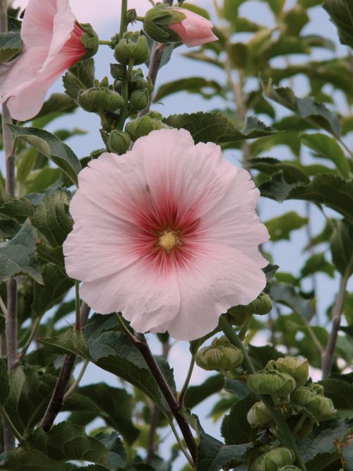 Free A detailed close-up of a blooming pink hollyhock flower against lush green leaves. Stock Photo