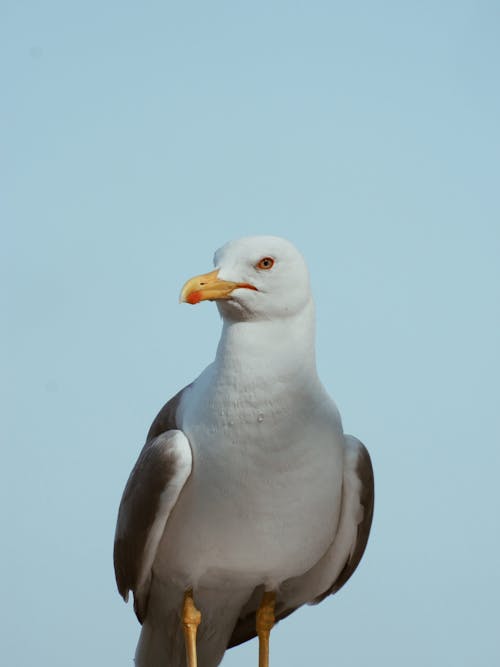Seagull Bird in Close-up View