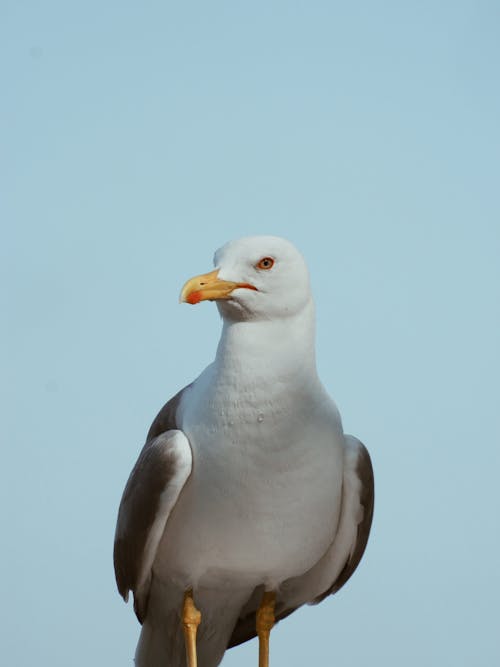 Foto d'estoc gratuïta de au, aus marines, bec