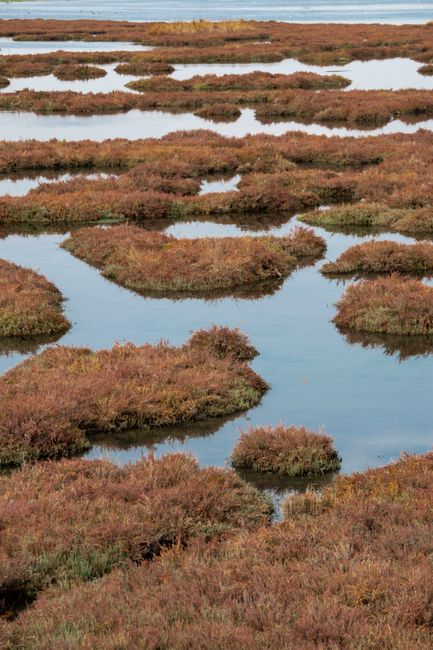 Discover the tranquil beauty of İzmir's autumn marshland, reflecting serene waters and lush foliage.
