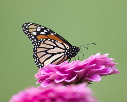 Close-up of a Monarch Butterfly Sitting on a Flower