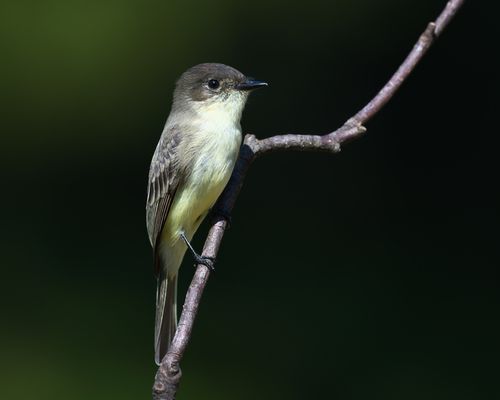 Free A detailed close-up of an Eastern Phoebe bird perching on a branch in Dover, Tennessee, showcasing wildlife beauty. Stock Photo