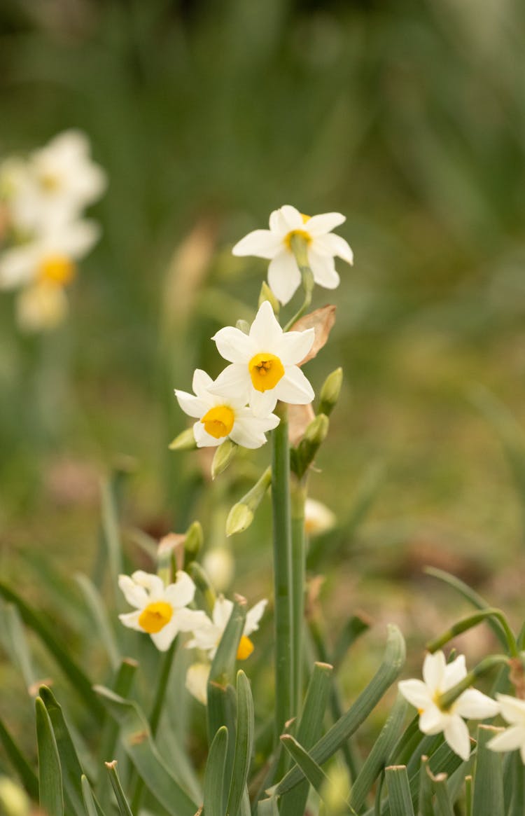 Close-up Of Paperwhite Daffodils 