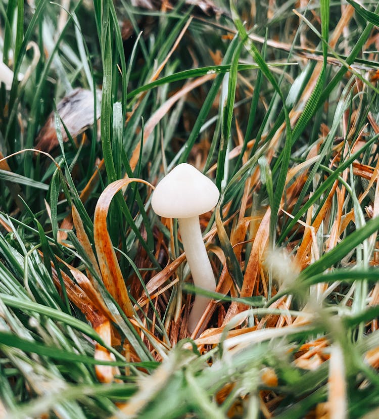 White Mushroom In Grass