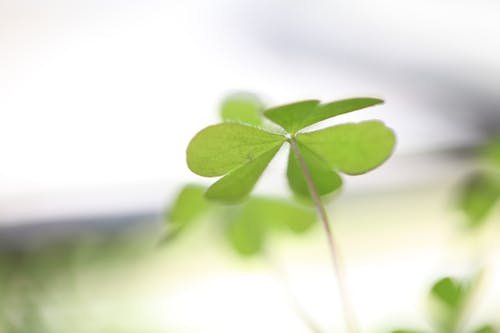 Free stock photo of green, nature, oxalis