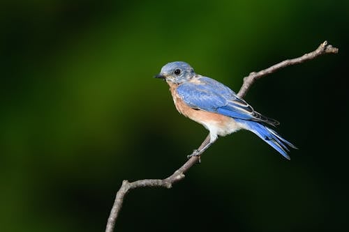 Δωρεάν στοκ φωτογραφιών με sialia sialis, ανατολικό bluebird, βρύση Φωτογραφία από στοκ φωτογραφιών