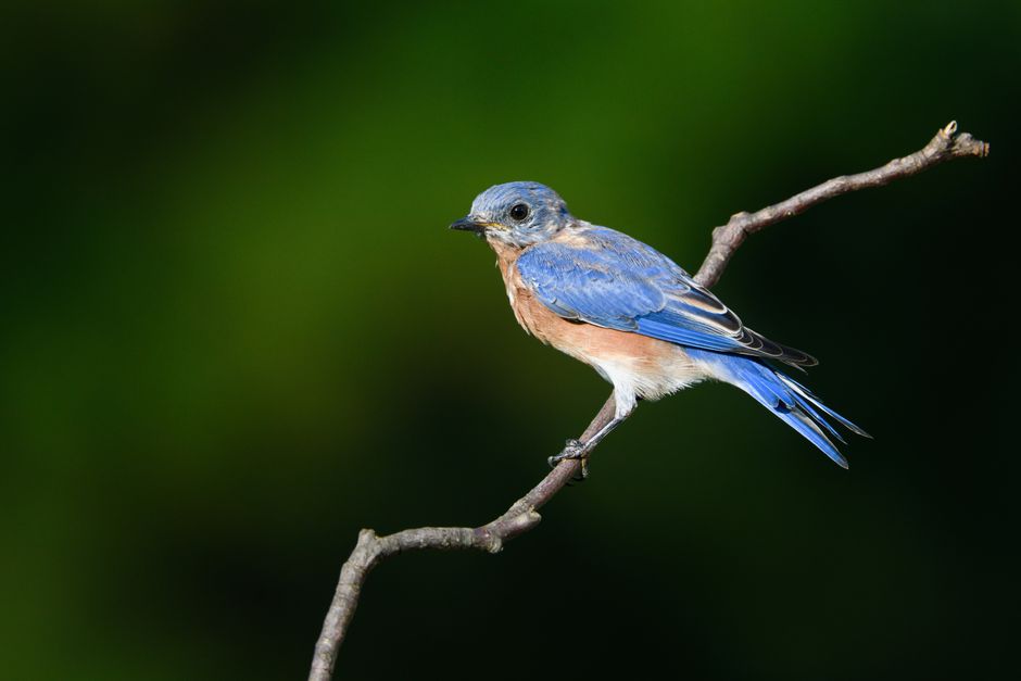 Close-up of an Eastern Bluebird perched on a branch against a green background.