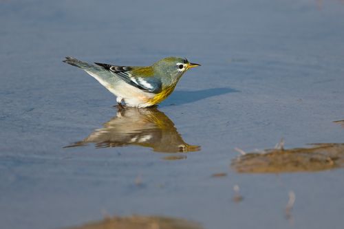 Free A Northern Parula is captured reflecting in still water in Dover, TN. Stock Photo