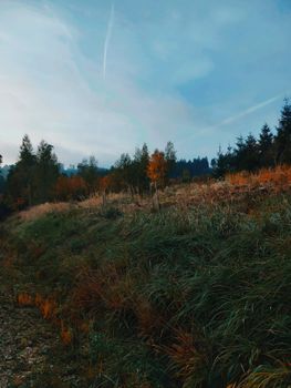 Tranquil autumn landscape featuring grassy hillside and vibrant autumn trees.
