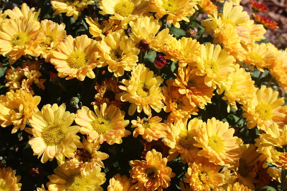 Free stock photo of beautiful flowers, mum, yellow