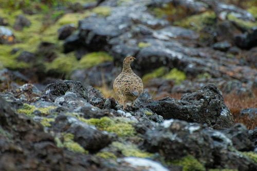 Free Partridge perched on moss-covered rocks in a rugged wilderness setting. Stock Photo